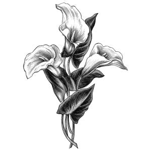 Könnte beinhalten: Detaillierte Schwarz-Weiß-Illustration von Calla-Lilien. Das Bild zeigt mehrere Blüten mit gebogenen Blütenblättern und dunkelgrünen Blättern. Das Kunstwerk ist im botanischen Zeichenstil mit aufwendigen Schattierungen und feinen Linien gehalten.