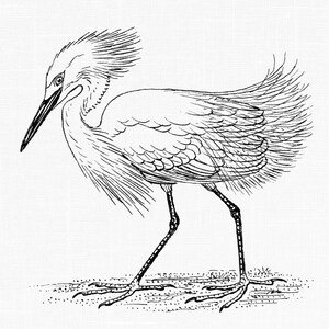 Vintage Drawing of an Egret Bird, Printable Clipart Image, Digital Download Clip Art, Transparent Background PNG File - Stationery, Cards