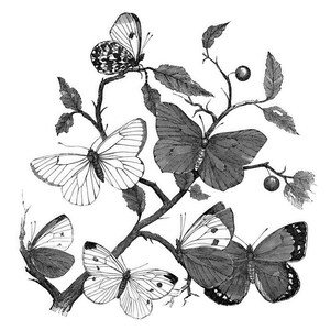 Może przedstawiać: Czarno-biała ilustracja botaniczna motyli siedzących na gałęzi z liśćmi i jagodami. Motyle mają szczegółowe wzory skrzydeł. Klasyczne, szczegółowe dzieło sztuki o tematyce przyrodniczej, idealne do dekoracji.