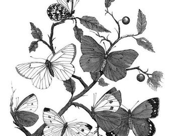 Butterflies on a branch Clipart Image, Digital Download, Antique Insect Illustration, Printable PNG File