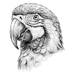 Könnte beinhalten: Detaillierte Schwarz-Weiß-Illustration eines Papageienkopfes. Das Kunstwerk zeigt das Auge, den Schnabel und die Federn des Vogels mit komplizierten Linien. Der Kopf des Papageis ist zur Seite gedreht und bietet eine Profilansicht.