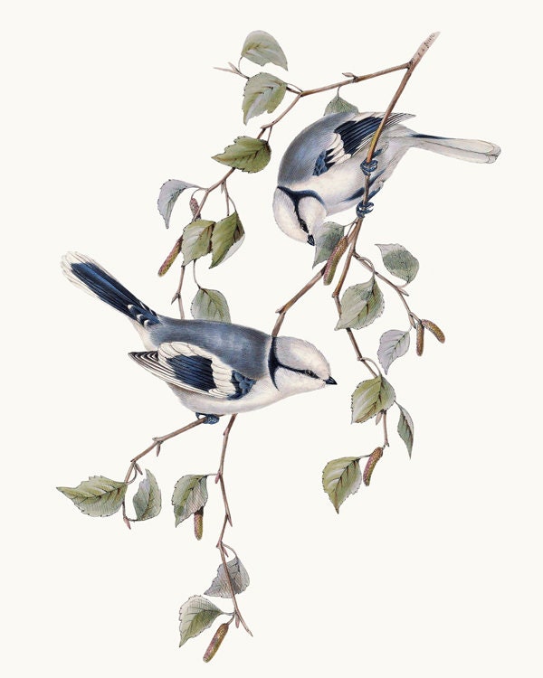 Vintage Bird Clipart Printable Azure Blue Tit Birds Etsy