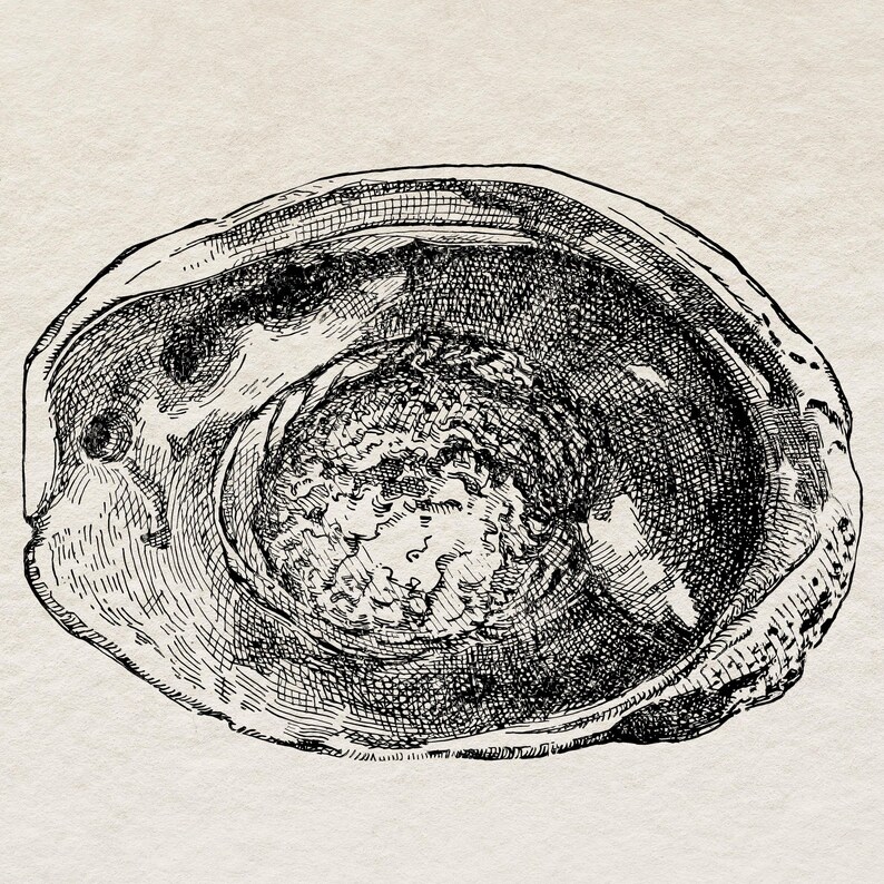 Abalone Shell Clipart Graphic, Printable Vintage Natural History ...