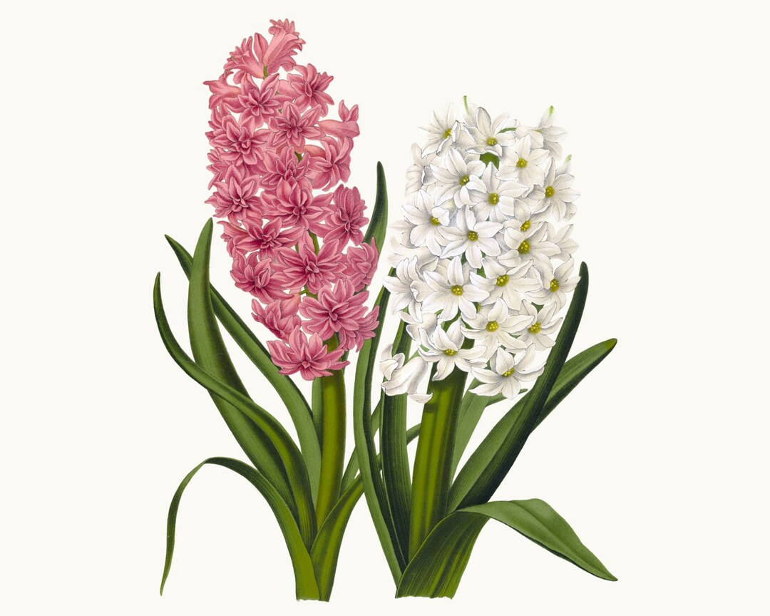 Pink and White Hyacinth Clipart Vintage Flower Illustration Etsy
