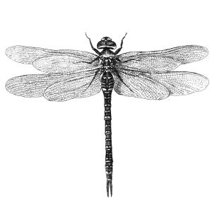 May include: Detailed black and white illustration of a dragonfly. The dragonfly is depicted from a top-down perspective, showcasing its intricate wing patterns and segmented body. The wings are translucent, and the body is segmented with fine lines.