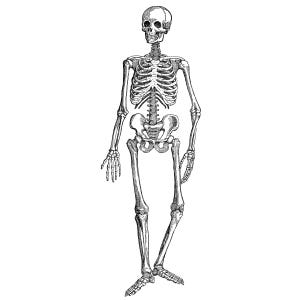 Könnte beinhalten: Detaillierte Schwarz-Weiß-Illustration eines menschlichen Skeletts. Das Skelett ist in stehender Position dargestellt und zeigt Schädel, Brustkorb, Wirbelsäule, Becken, Arme und Beine. Klassische anatomische Darstellung.