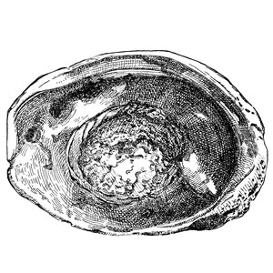 May include: Detailed black and white illustration of a seashell, showcasing intricate textures and patterns. The shell's interior reveals a complex, swirling design, with a rough, textured exterior. The artwork is a detailed, artistic rendering of a natural object.