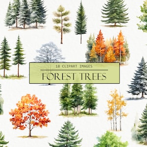 Clipart di alberi della foresta ad acquerello, immagini di pini, clipart di adesivi e planner, immagini a sublimazione, pioppo tremulo, acero, natura, uso commerciale