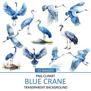 Puede incluir: Un conjunto de 15 ilustraciones de acuarela de grullas azules en varias poses, incluyendo volando, de pie y posadas en rocas. Las imágenes tienen fondos transparentes y son perfectas para scrapbooking digital, creación de tarjetas y otros proyectos creativos.