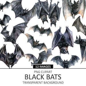 May include: Twelve watercolour illustrations of black bats with transparent backgrounds. The bats are in various poses, some with wings spread and some with wings folded. The illustrations are perfect for adding a spooky touch to any project.