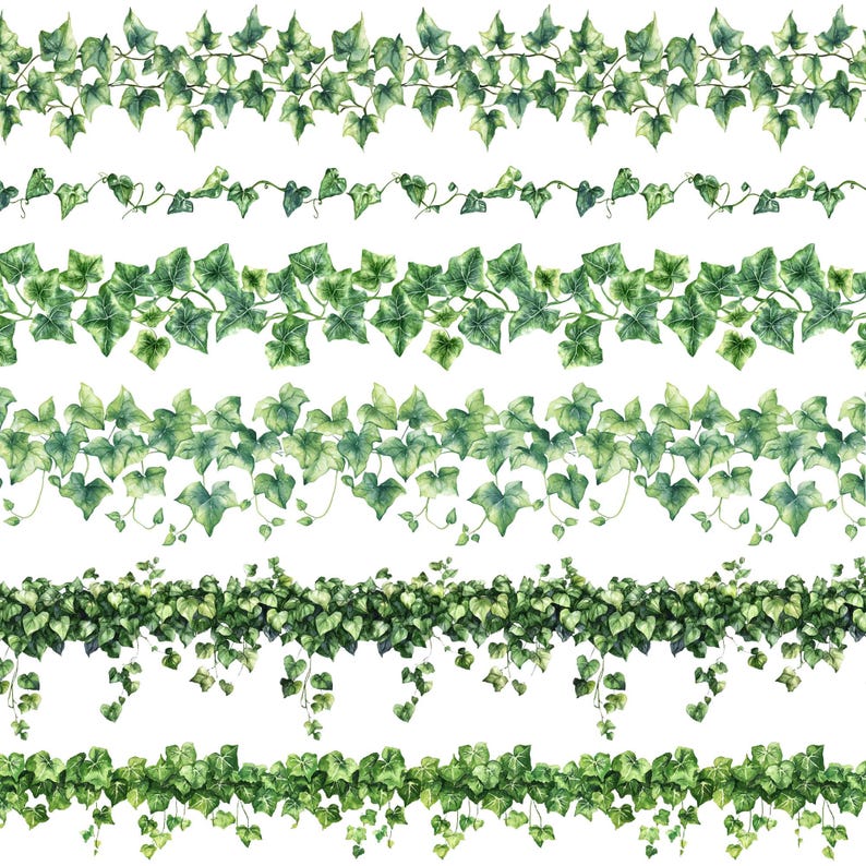 Seamless Ivy Border Clipart: Greenery Decoration (digital Download) - Etsy