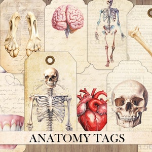 Etiquetas de anatomia humana vintage, coisas efêmeras de lixo eletrônico, cartões antigos, enfeite de álbum de recortes, corte exigente, partes do corpo, download instantâneo