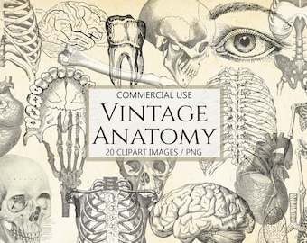 Clipart de anatomía vintage: Ilustraciones auténticas, uso comercial (PNG, descarga digital)