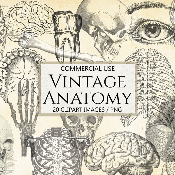 Vintage Anatomy Clipart, 20 Old Images, Authentic Illustrations, Human Anatomy, Clip Art for Commercial Use, PNG, Instant Download