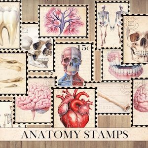 Sellos vintage de anatomía humana, efímera antigua, corte quisquilloso, hoja de pegatinas, suministros de diario basura, restos de imágenes de partes del cuerpo, descarga instantánea