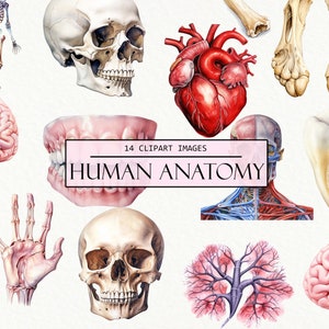 May include: A set of 14 detailed anatomical illustrations of the human body. The illustrations include a skeleton, skull, brain, heart, teeth, hand, lungs, and more. The illustrations are in a realistic style and are perfect for educational purposes.