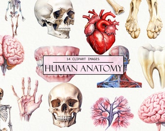 May include: A set of 14 detailed anatomical illustrations of the human body. The illustrations include a skeleton, skull, brain, heart, teeth, hand, lungs, and more. The illustrations are in a realistic style and are perfect for educational purposes.