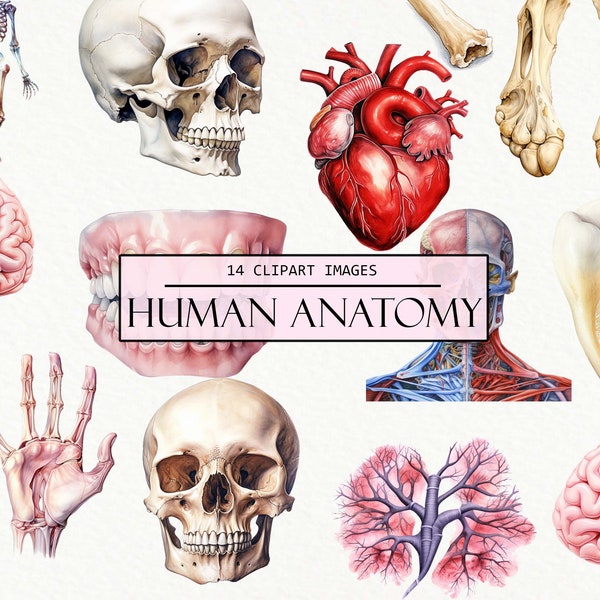 Watercolor Human Anatomy Clipart, Body Part Sublimation, Anatomical Images, Human Heart Clip Art, Bones, Skulls, Commercial Use, PNG