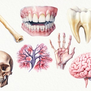 Watercolor Human Anatomy Clipart, Body Part Sublimation, Anatomical ...