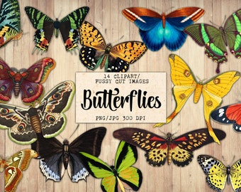 Clipart de mariposas: Efímeras de diario basura, imágenes recortadas (descarga digital)