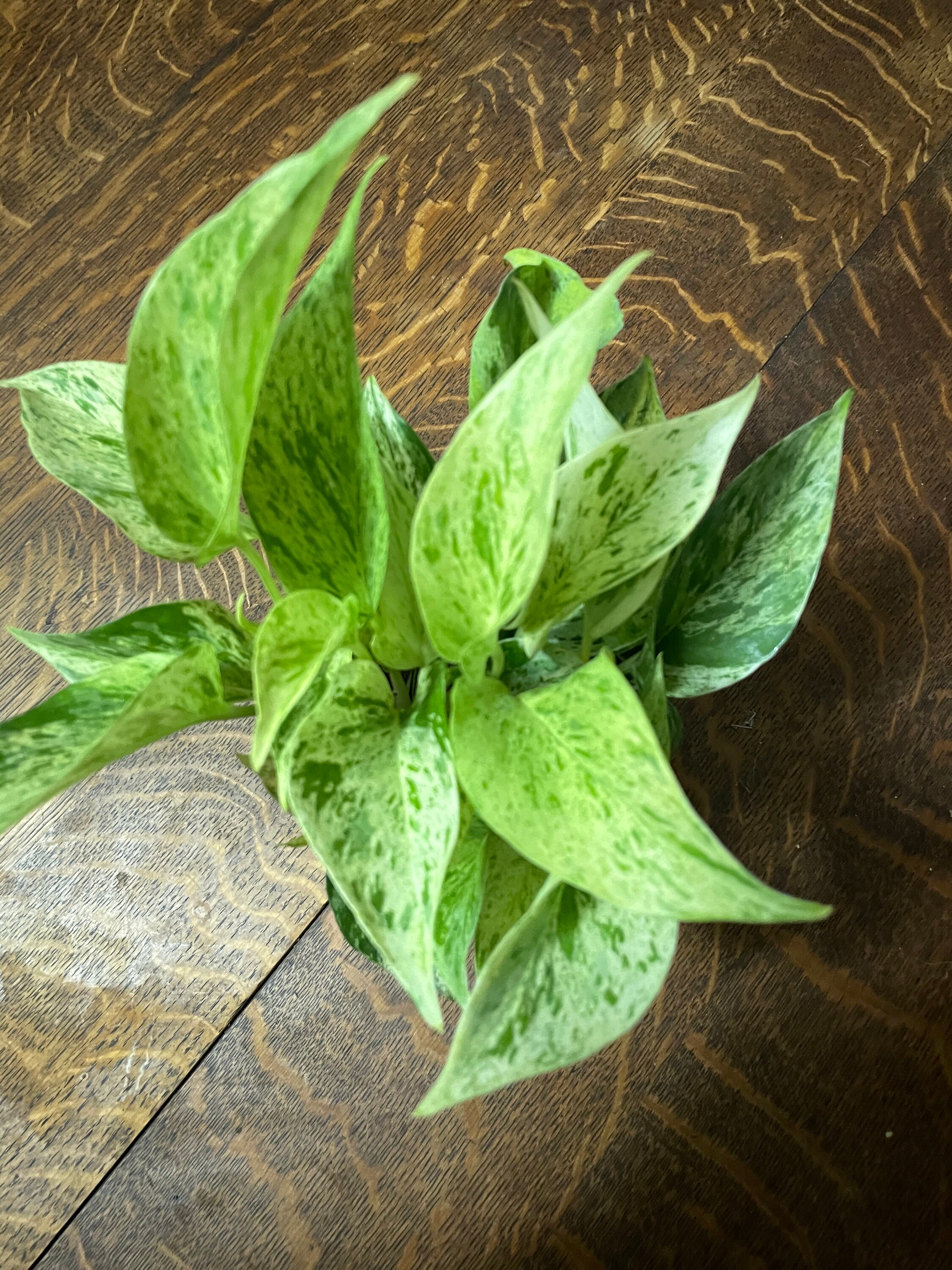Marble Queen Pothos 4 inch Etsy