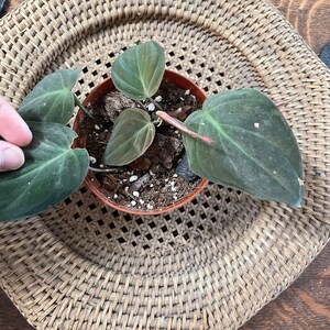 Philodendron Micans 4 inch