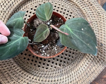 May include: A small potted plant with dark green leaves and pink stems. The plant sits in a brown plastic pot, placed on a woven wicker placemat. The leaves have a velvety texture and a heart shape. The background is a wooden table.