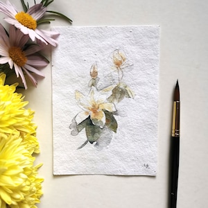 5 Botanical Postcards on Flower Seed Paper Handpainted Watercolor Illustration Print eco-friendly Flower Poppy Eucalyptus Cotton image 5