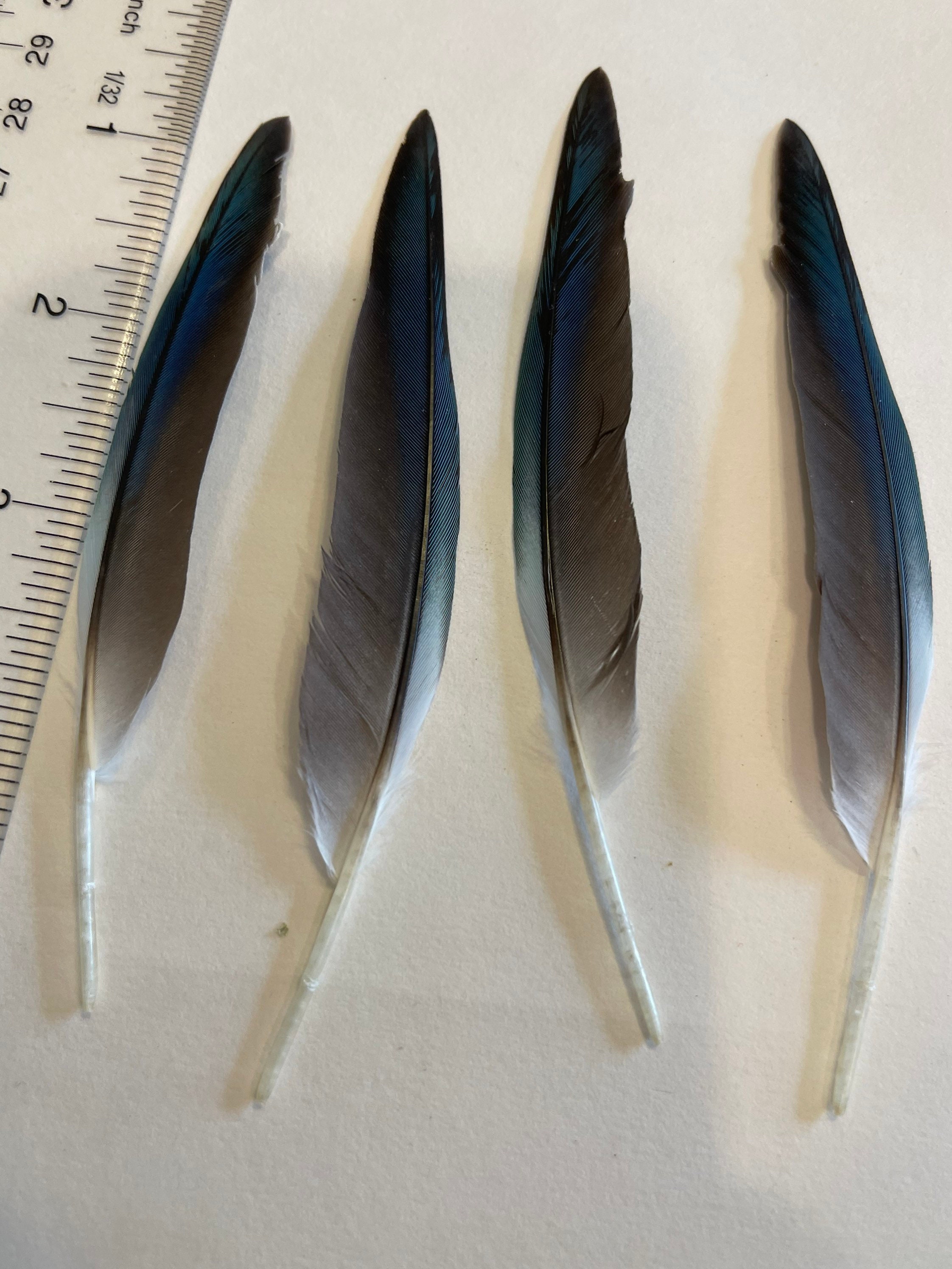 Blue Quaker Parrot Feathers - Etsy