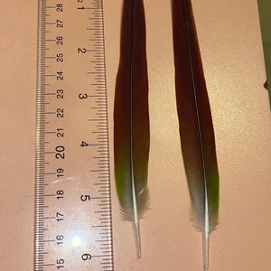 May include: Two parrot feathers, each approximately 10 inches long, are displayed next to a ruler. The feathers have a gradient of colors, transitioning from a deep brown to green and white at the tip.