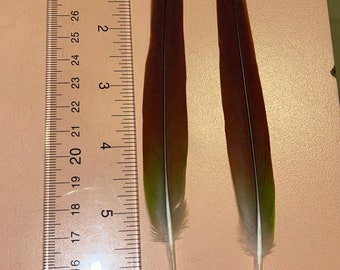 Green check conure feathers set of 2