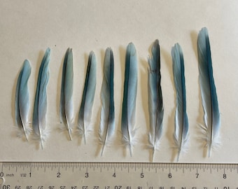 Quaker blue feathers