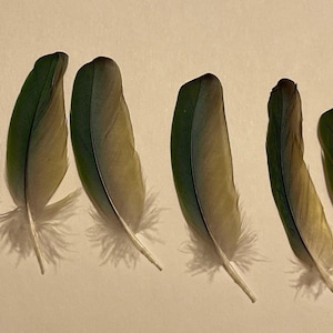 May include: Ten green and brown feathers with white tips, arranged in a row on a light brown surface. A ruler is visible in the background.