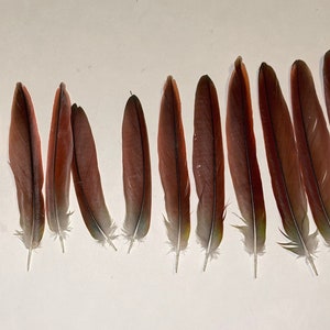 May include: A collection of 17 feathers, some with brown and white markings, others with red and white markings.