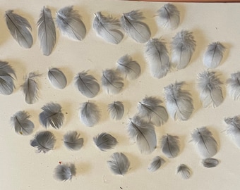 African Grey Congo Feather