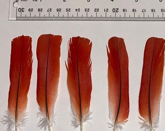 African Grey Congo Red Big Tail Feathers you will receive 1 Feather