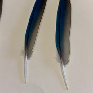 May include: Two blue and gray bird feathers with white shafts.