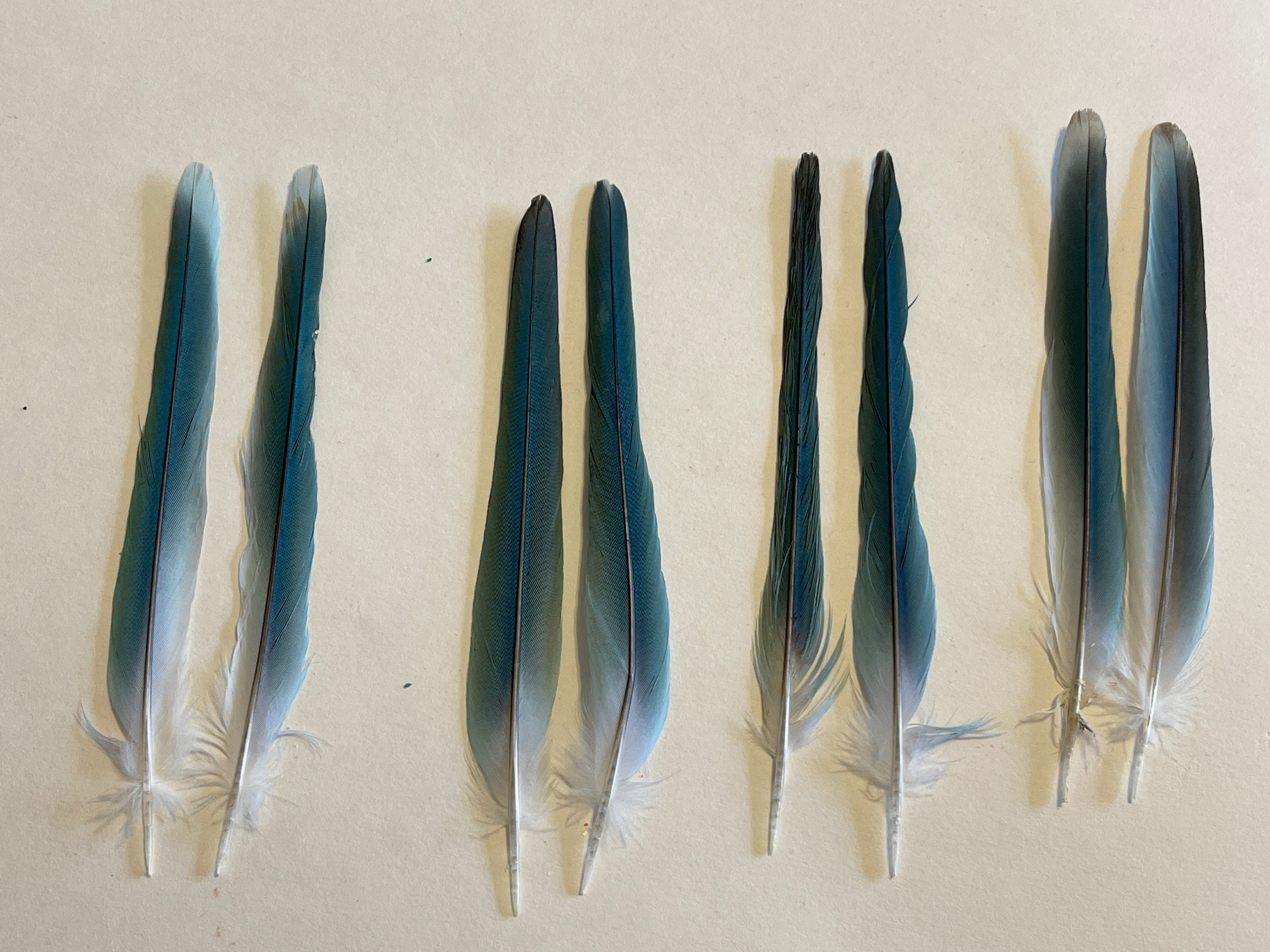 Quaker Blue Parrot Tail Feathers