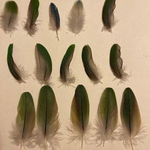 May include: A collection of 15 green, blue, and white bird feathers. The feathers are arranged in rows on a white surface.