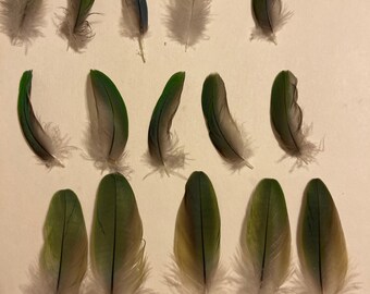 Small green cheek conure feathers set of 2