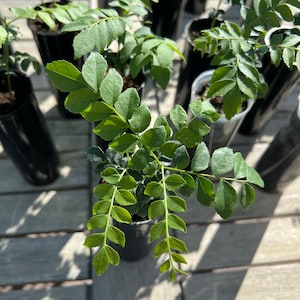 Op de afbeelding: Een verzameling kleine currybladplanten in zwarte plastic potten. De planten hebben heldergroene, geveerde bladeren en zijn gerangschikt op een houten oppervlak. De afbeelding is gemaakt in natuurlijk licht, wat het verse gebladerte benadrukt.