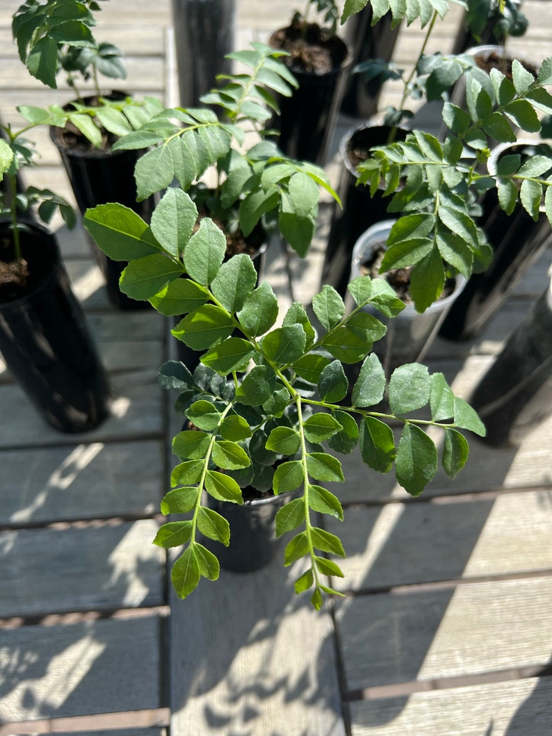 Op de afbeelding: Een verzameling kleine currybladplanten in zwarte plastic potten. De planten hebben heldergroene, geveerde bladeren en zijn gerangschikt op een houten oppervlak. De afbeelding is gemaakt in natuurlijk licht, wat het verse gebladerte benadrukt.