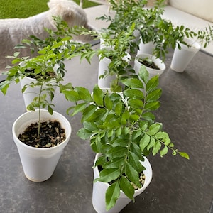 Op de afbeelding: Verschillende kleine kerriebladplanten in witte piepschuimbekers staan op een donkergrijze tafel. De planten hebben heldergroene bladeren en bevinden zich in verschillende groeistadia. Een witte hond is te zien op de achtergrond bij een witte stoel.