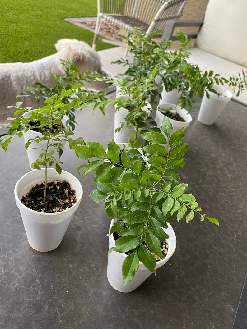 Op de afbeelding: Verschillende kleine kerriebladplanten in witte piepschuimbekers staan op een donkergrijze tafel. De planten hebben heldergroene bladeren en bevinden zich in verschillende groeistadia. Een witte hond is te zien op de achtergrond bij een witte stoel.