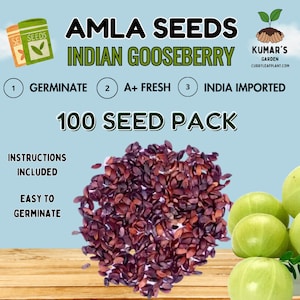Indian Gooseberry (Amla) - 100 Seeds Pack (FRESH, Ship Same Day)