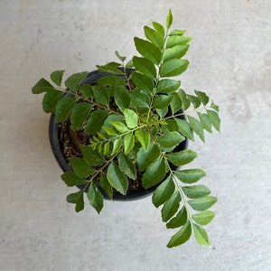 Curry Leaf Plants (8 Inches, Wide Pot), 2-3 Day Arrival from Arizona. Fast Shipping!