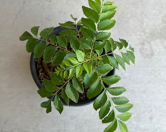 May include: Overhead view of a small curry leaf plant in a black plastic pot. The plant has multiple stems with bright green, oval-shaped leaves. The pot sits on a light gray concrete surface.