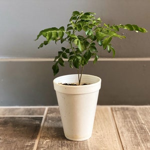 Op de afbeelding: Een kleine groene plant met meerdere bladeren in een witte beker. De plant staat centraal in de afbeelding, met een grijze muur en een houten vloer op de achtergrond. De plant lijkt een jong kruid of een kleine boom te zijn.