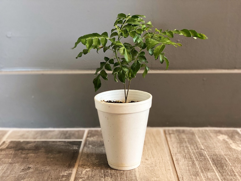 Op de afbeelding: Een kleine groene plant met meerdere bladeren in een witte beker. De plant staat centraal in de afbeelding, met een grijze muur en een houten vloer op de achtergrond. De plant lijkt een jong kruid of een kleine boom te zijn.