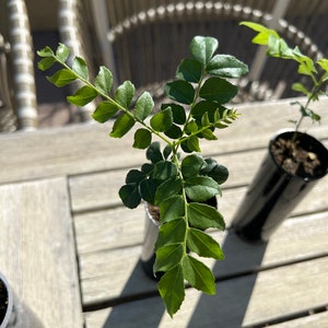 Op de afbeelding: Een close-up van een kleine plant met heldergroene bladeren. De plant staat in een zwarte pot op een houten tafel. De bladeren zijn glanzend en hebben een duidelijke vorm. De foto is gemaakt in natuurlijk zonlicht.